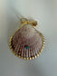 Real Scallop Seashell Pendant w/18k gold filled turquoise gem